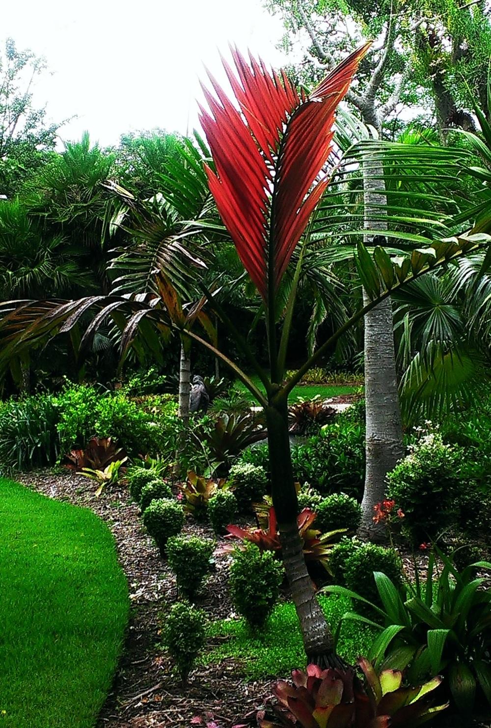 Photo of the entire plant of Flame Thrower Palm (Chambeyronia