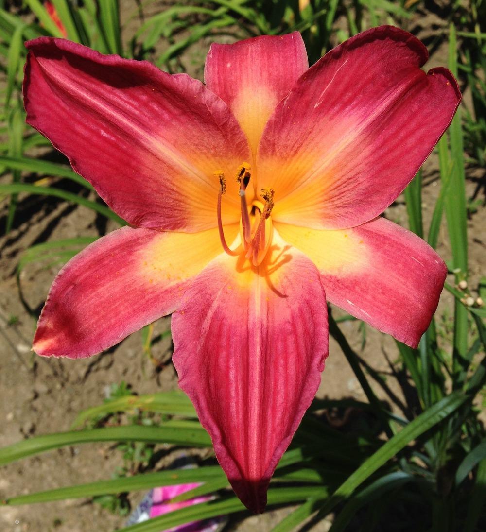 Daylily (Hemerocallis 'Cherry Cheeks') in the Daylilies Database