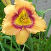 Location: Garden of eScapes Bellevue KYDate: 2015-07-22