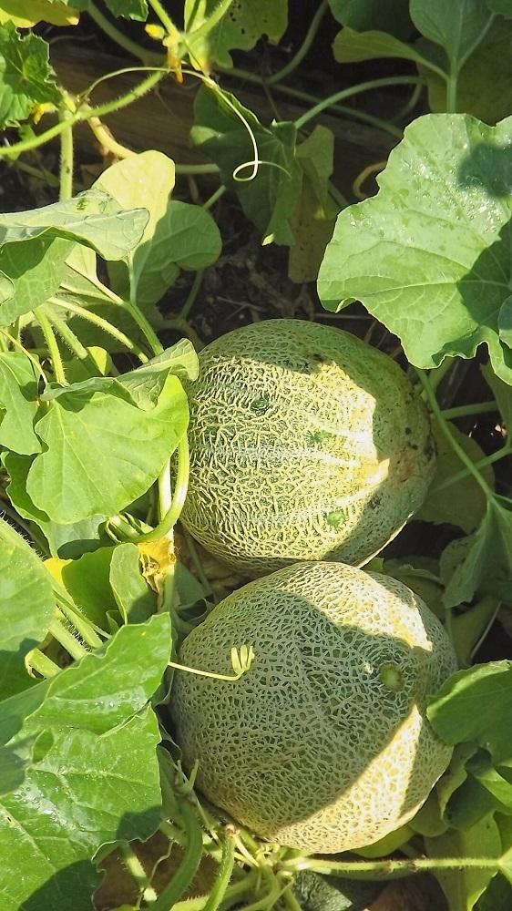Cantaloupes Plant Care and Collection of Varieties