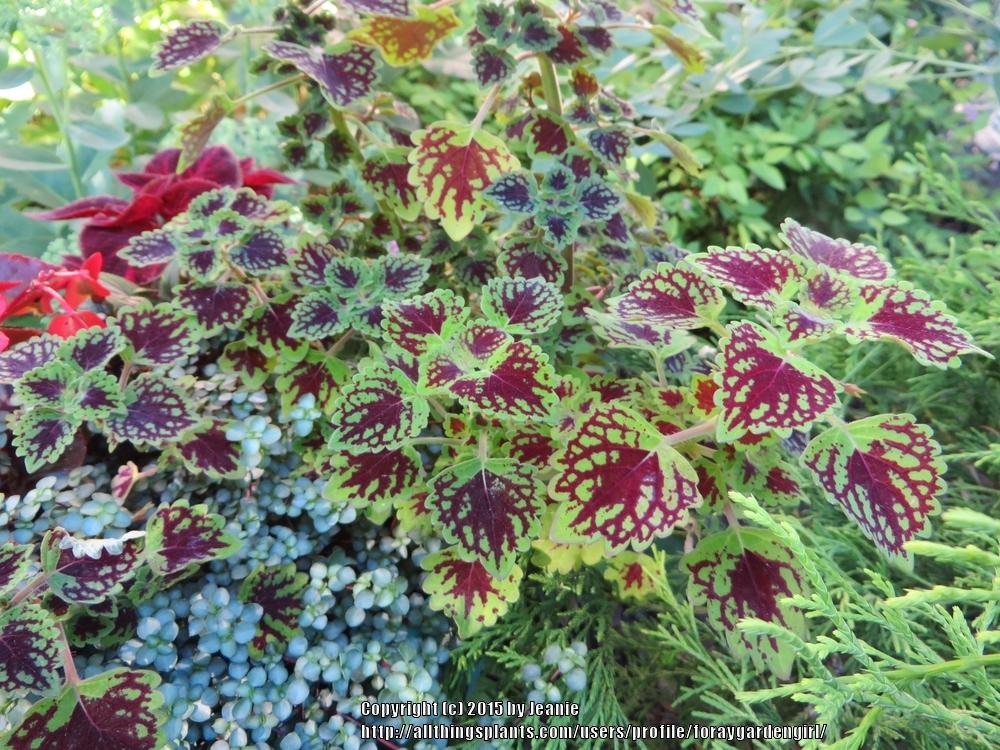 Coleus (Coleus scutellarioides ColorBlaze® Chocolate Drop) in the