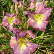 Location: SE Michigan (taken at Along the Fence Daylilies, Dansville, MI)Date: 2015-07-2511:30AM