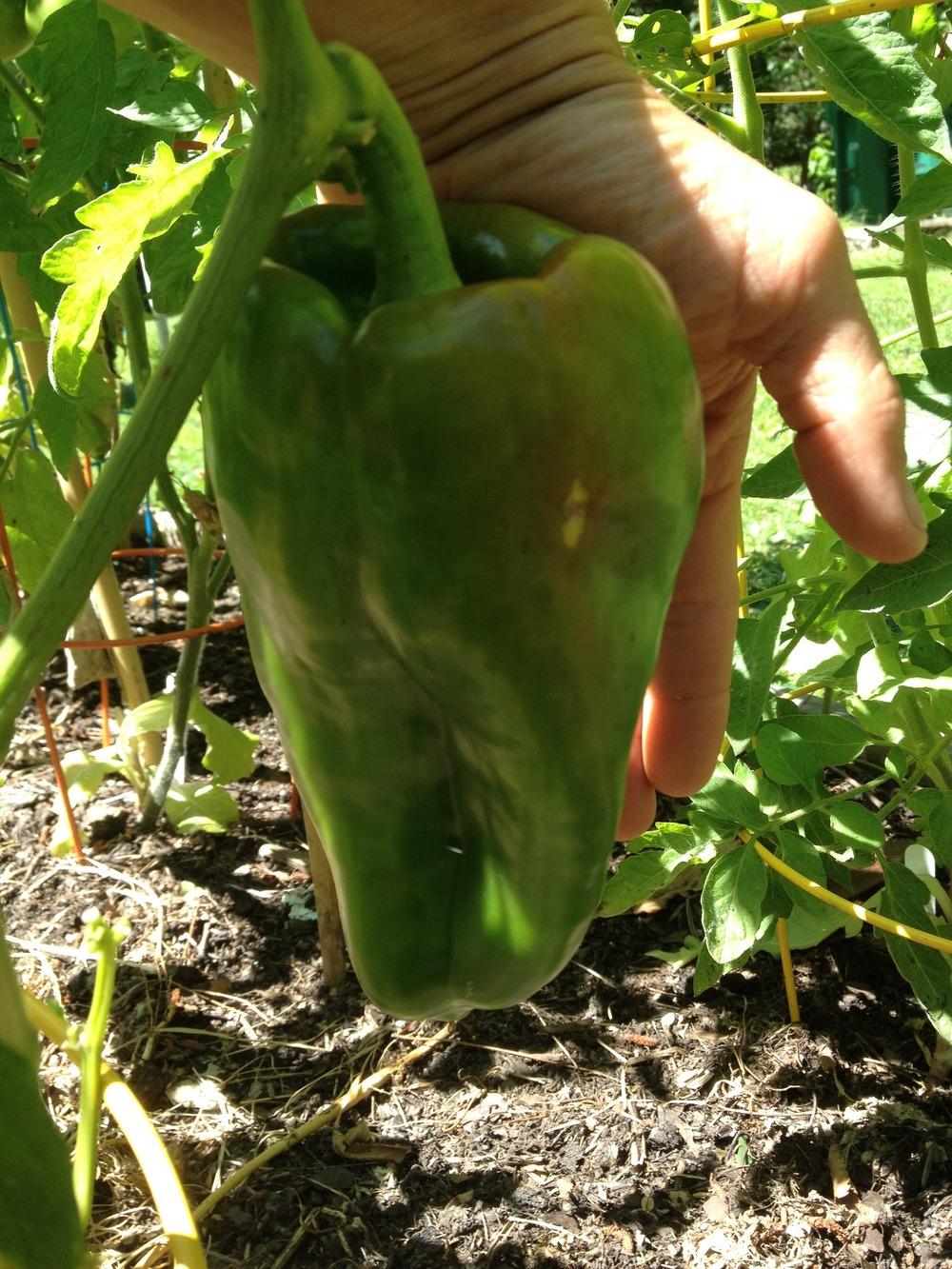 Photo of the fruit of Bell Pepper (Capsicum annuum 'Big Bertha') posted