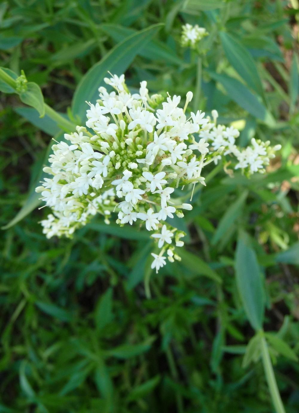 Jupiter's Beard (Centranthus ruber 'Snowcloud')