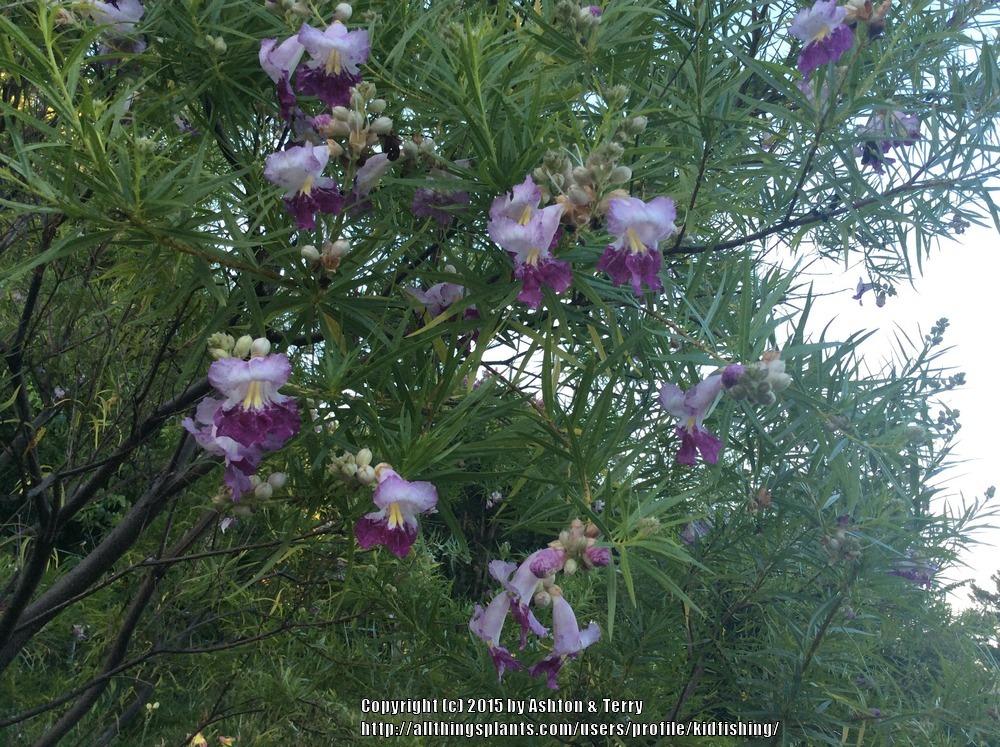 Photo of the bloom of Desert Willow (Chilopsis linearis Timeless Beauty