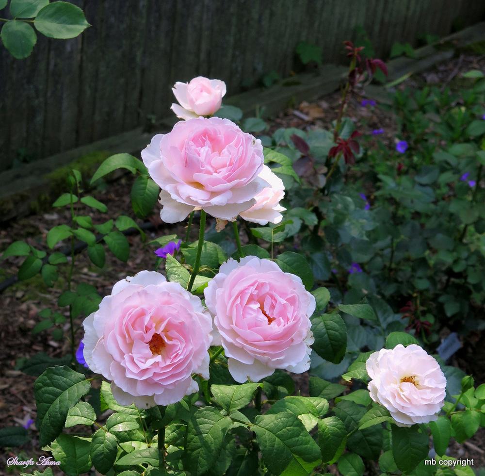 Wanted beautiful, diseasefree, fragrant, easycare roses for zone 6B