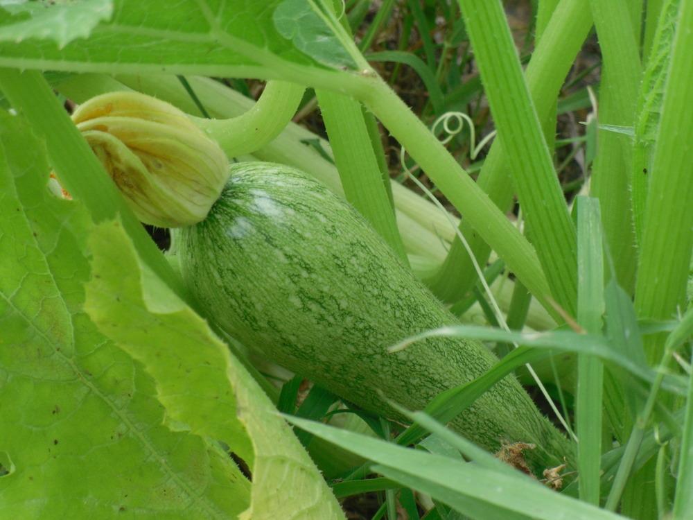 Gourds, Squashes And Pumpkins Plant Care and Collection of Varieties