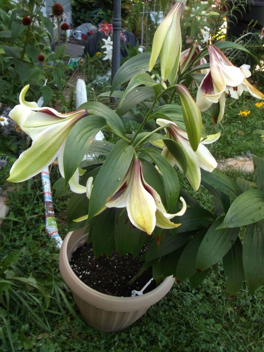 Destruction and a Pic of the MIRACLE Lily..........tornado pics in the