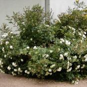 Rose (Rosa 'Green Ice') in the Roses Database - Garden.org