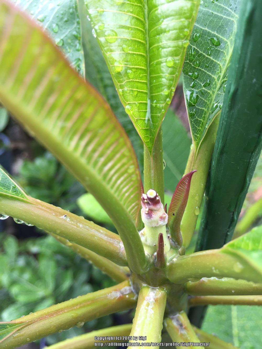 Flower Stalk? in the Plumeria forum