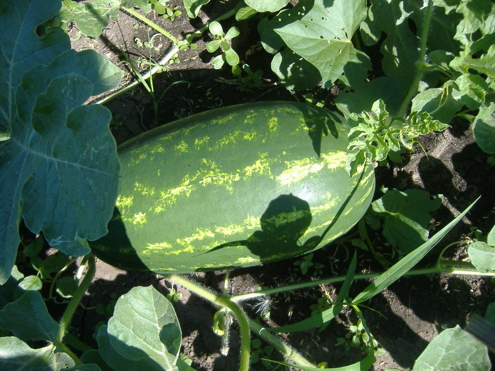 Watermelons Plant Care and Collection of Varieties