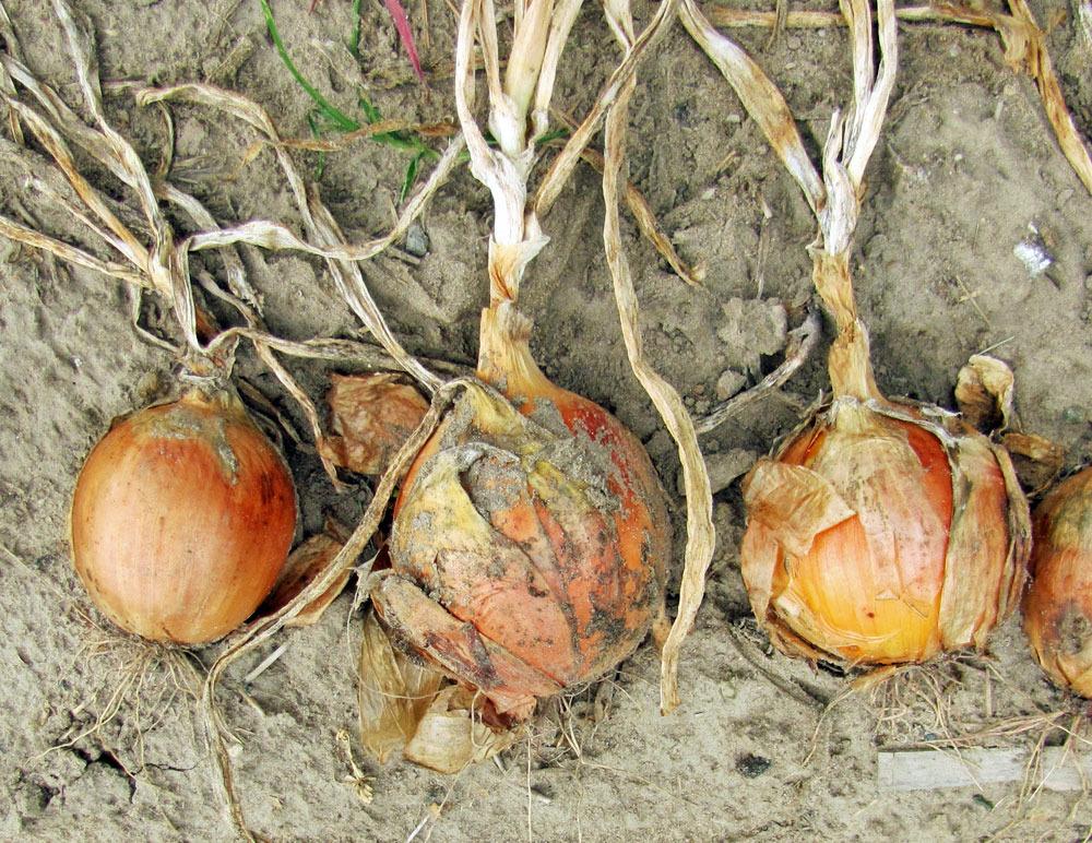 Onions Plant Care and Collection of Varieties
