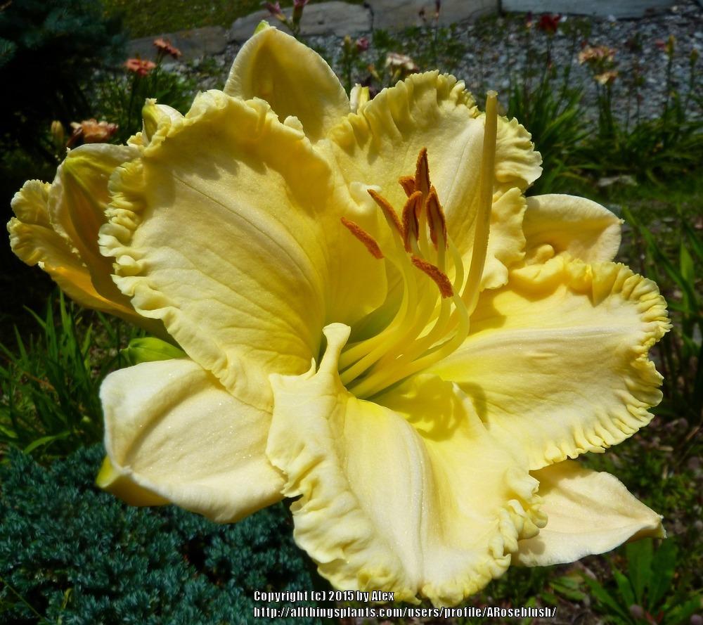 Photo of the bloom of Daylily (Hemerocallis 'King's Golden Crown
