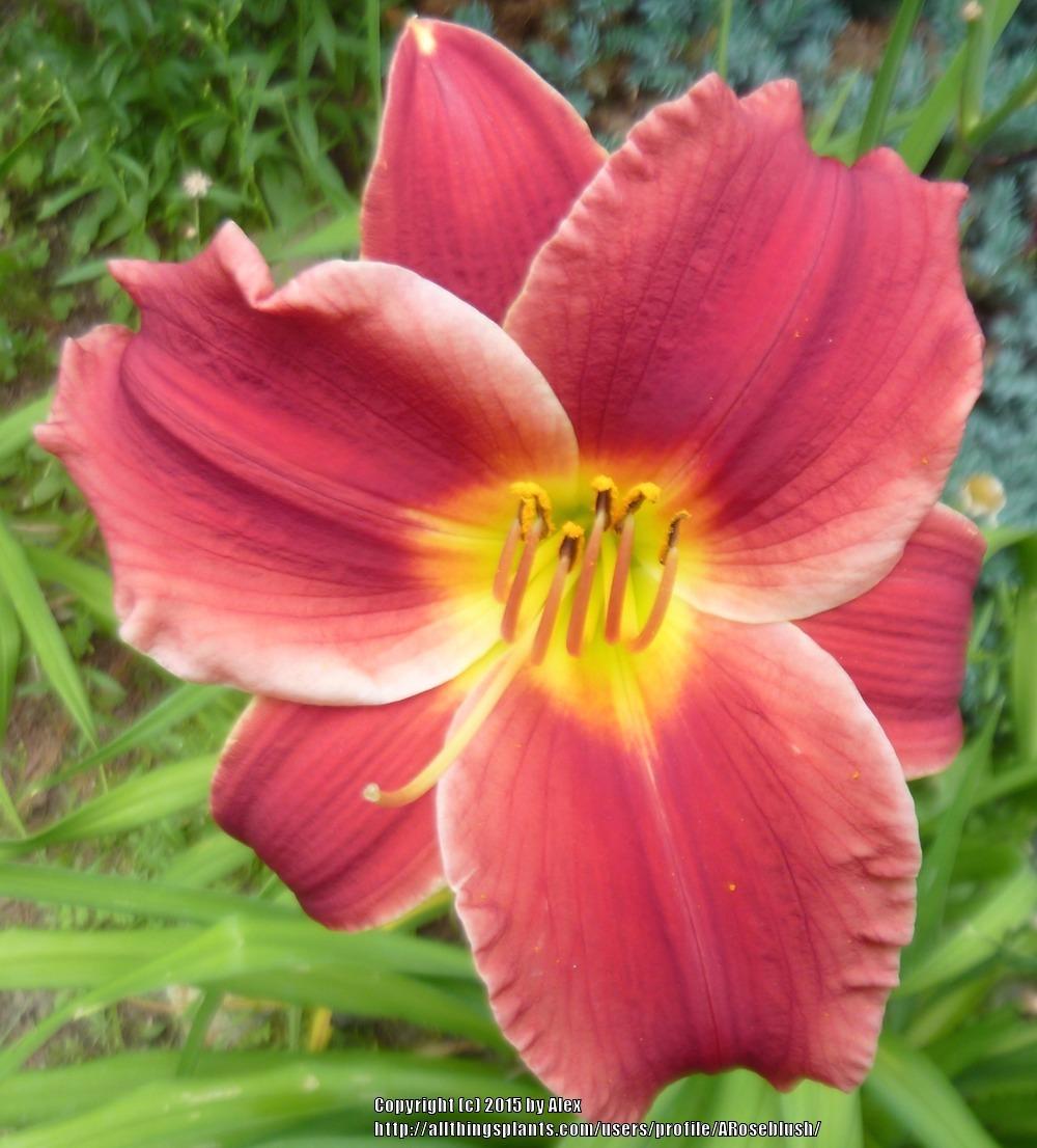 Photo of the bloom of Daylily (Hemerocallis 'Pocket Change') posted by