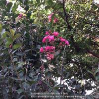Myrtles Raspberry Crape Myrtle (Lagerstroemia indica Raspberry Sundae®) in the Crepe ...