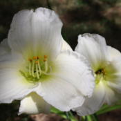 Location: Ontario, CanadaDate: 2015-08-06