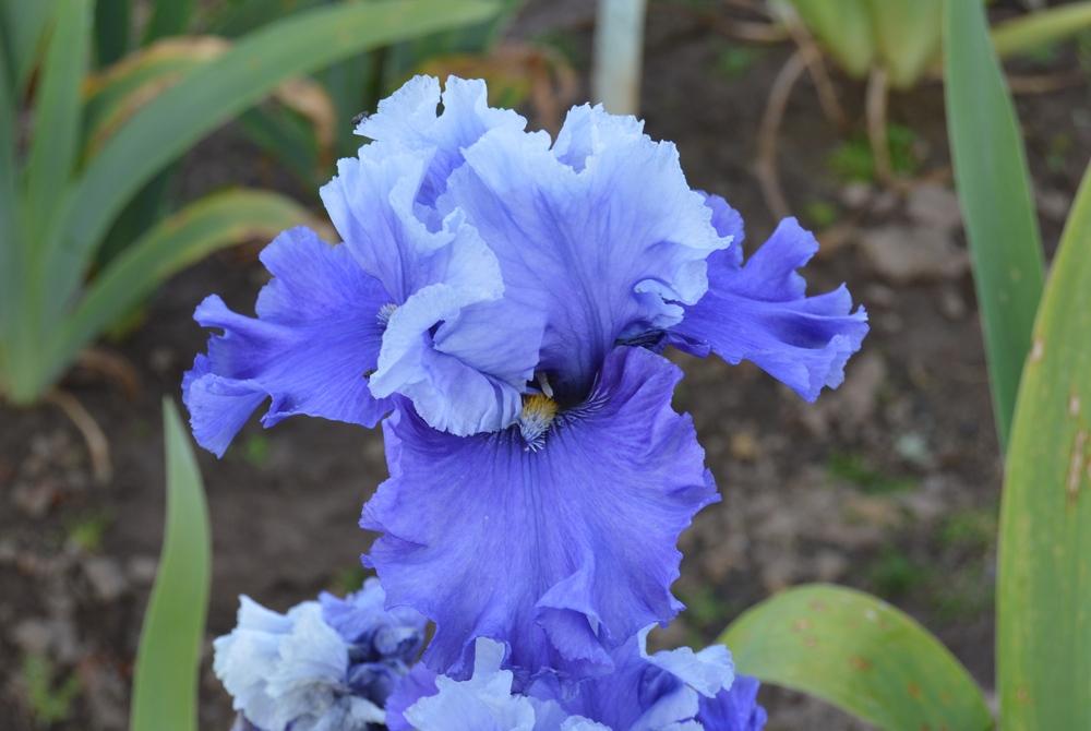 Photo of the bloom of Tall Bearded Iris (Iris 'Music of the Surf