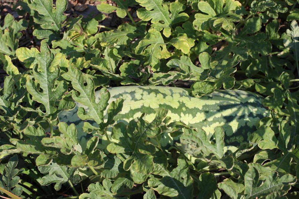 Watermelons Plant Care and Collection of Varieties
