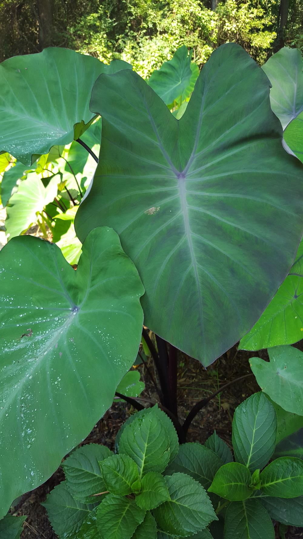Elephant Ear (Colocasia esculenta Royal Hawaiian® Hawaiian Eye) in the