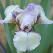 Photo courtesy of Bluebird Haven Iris Garden