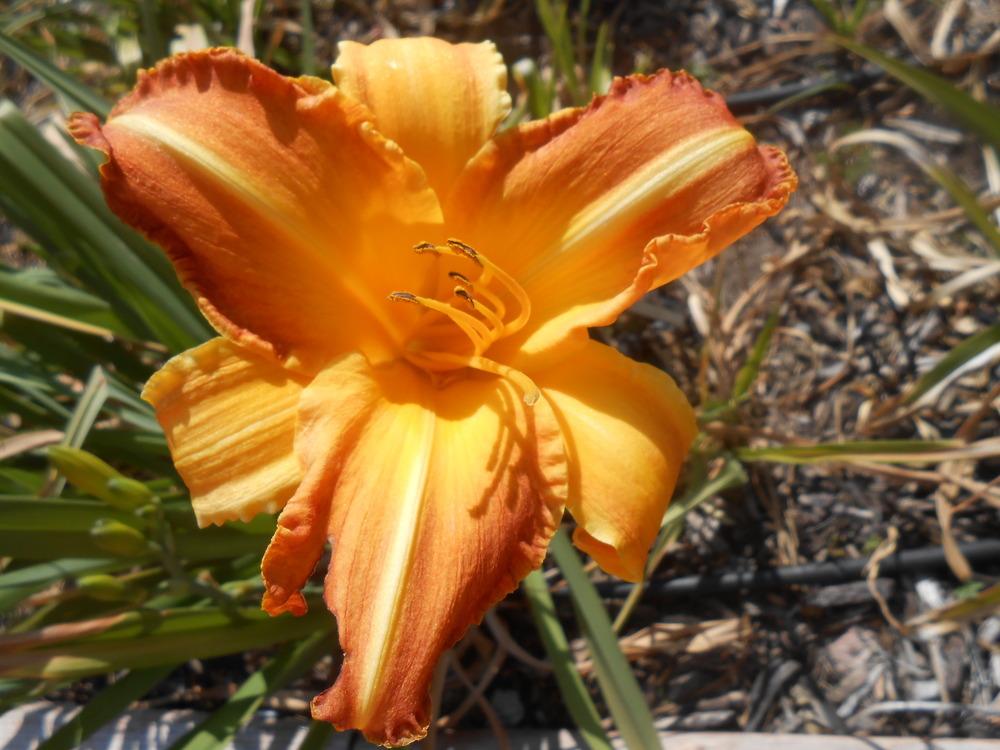 Daylily (Hemerocallis 'Lord of Autumn') in the Daylilies Database