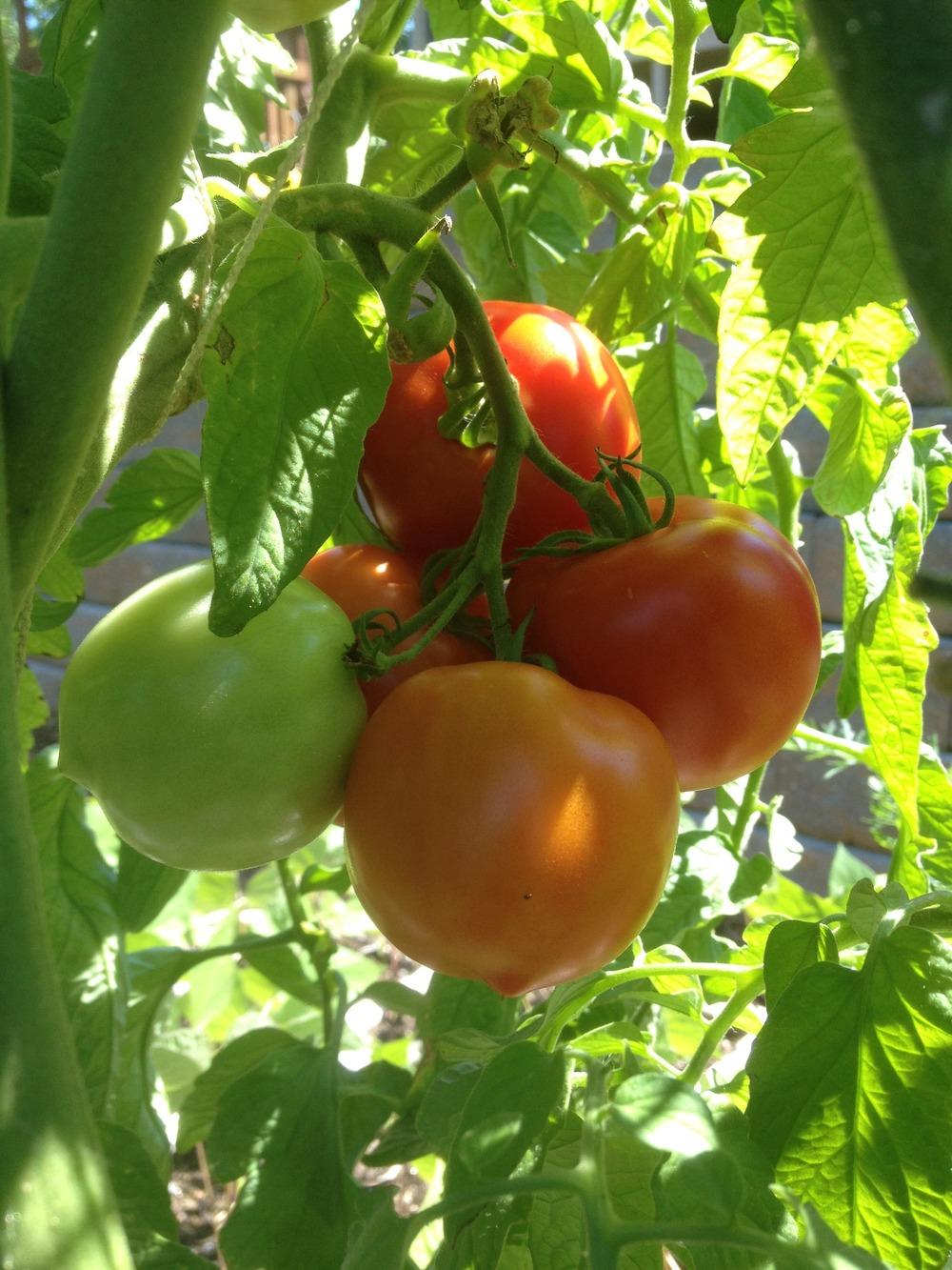 Tomato (Solanum lycopersicum 'Early Girl Improved F1') in the Tomatoes
