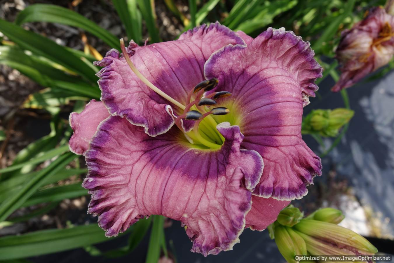 Photo of the bloom of Daylily (Hemerocallis 'Ultra Violet Blues