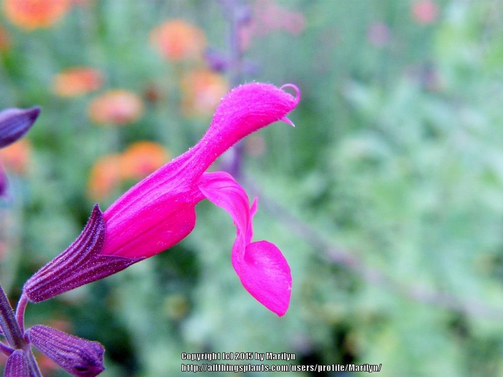 Photo of the bract of Sage (Salvia Windwalker® Royal Red) posted by