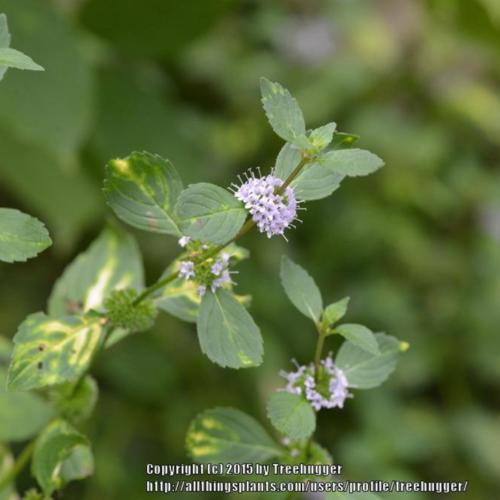 Variegated Ginger Mint (Mentha x gentilis 'Variegata') in the Mints