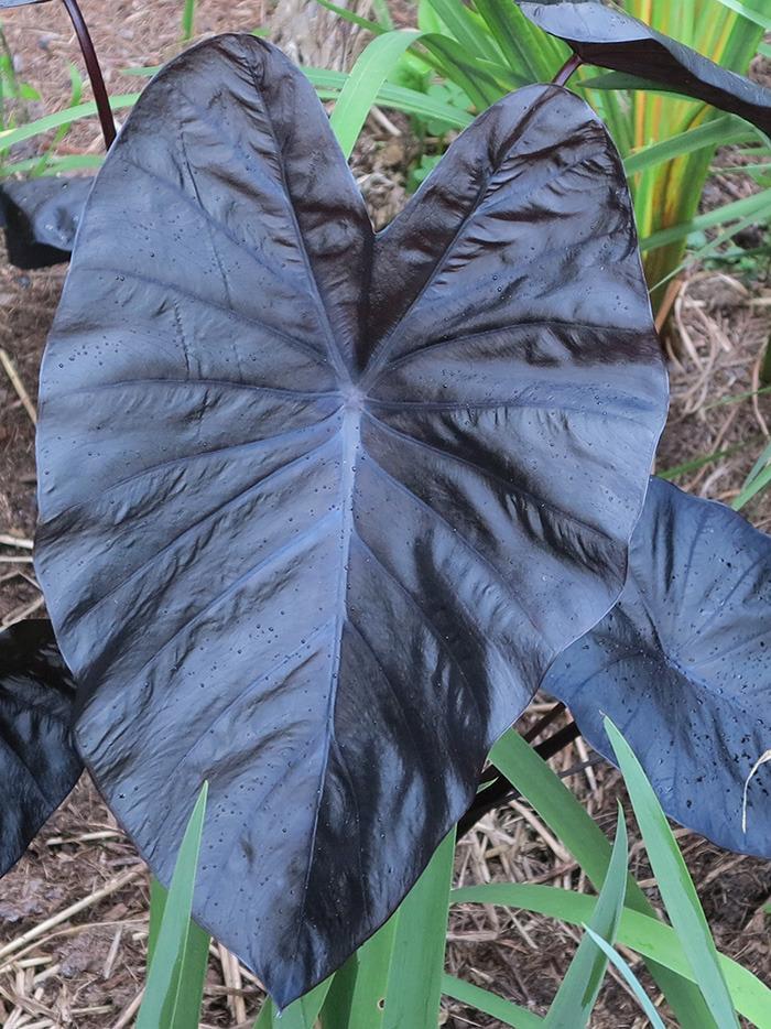Colocasia 'Black Sapphire Gecko' - Oreille D'Éléphant Noire, Rustique - Conteneur 2 à 2,9 Litres