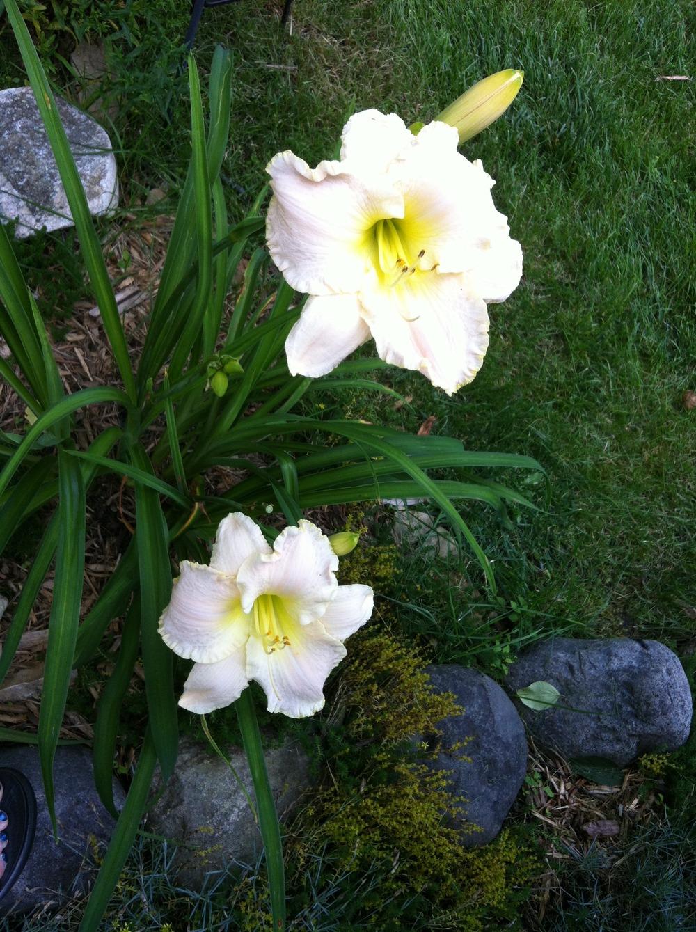 Photo of the entire plant of Daylily (Hemerocallis 'Early Snow') posted