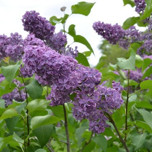 Common Lilac (Syringa vulgaris 'Pamyati A. T. Smol'skoi') in the Lilacs