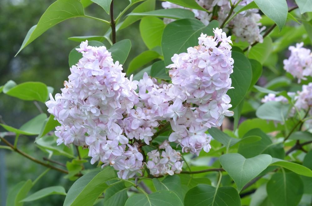 Lilacs Plant Care and Collection of Varieties