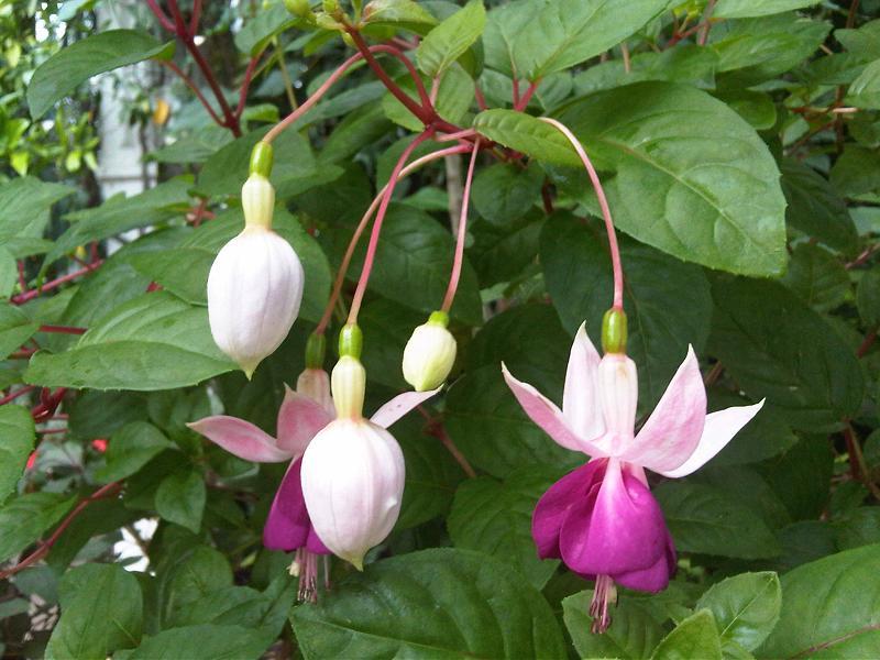Photo of the bloom of Fuchsia 'Rose of Castile' posted by robertduval14