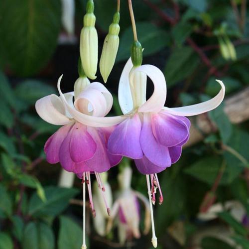 Fuchsia 'Lena Dalton' in the Fuchsias Database