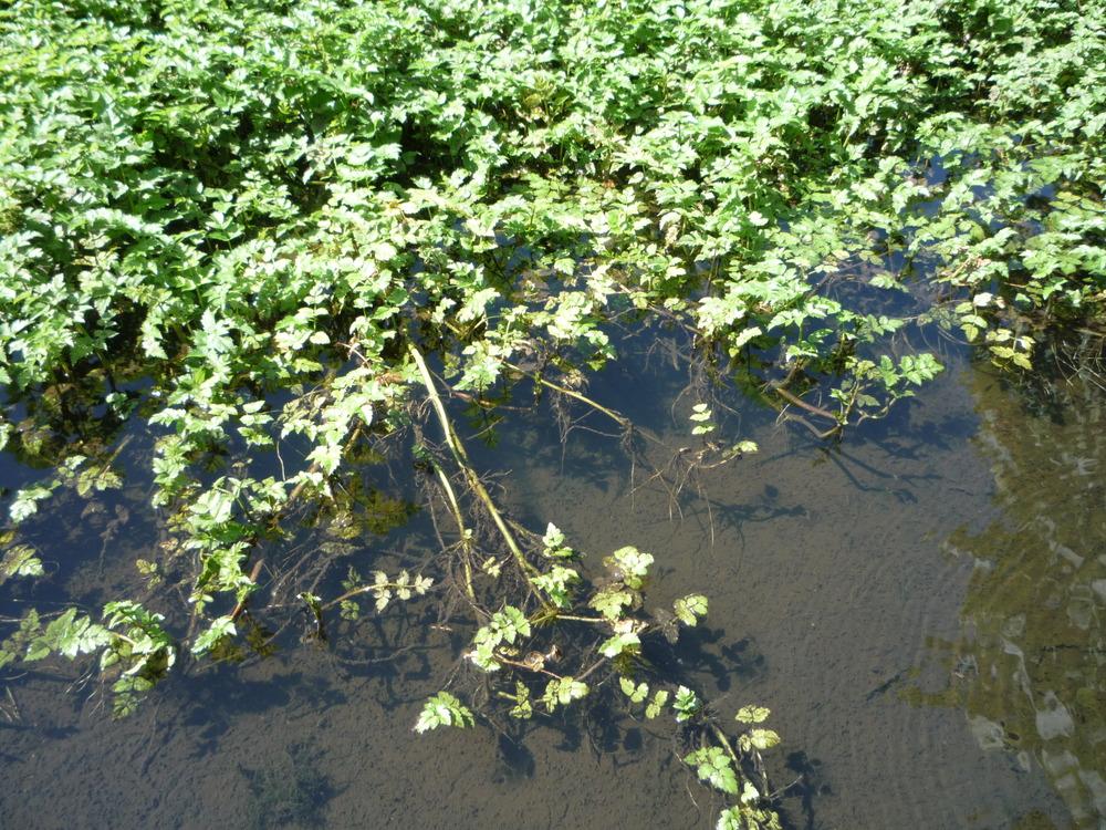Water Parsley (Oenanthe sarmentosa)