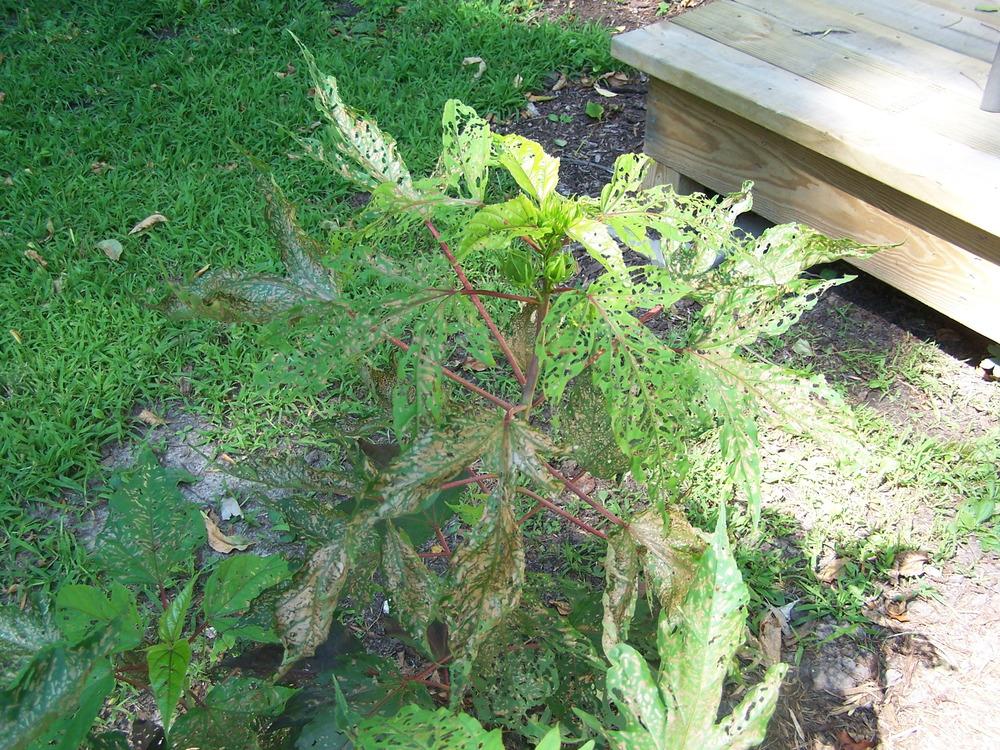 Need ID for caterpillar that is eating hibiscus in the Hibiscus forum