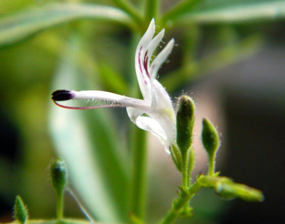 King of Bitters (Andrographis paniculata)