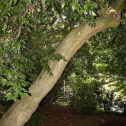 Location: Ghent University Botanical Garden, Belgium
Date: 2015-08-31