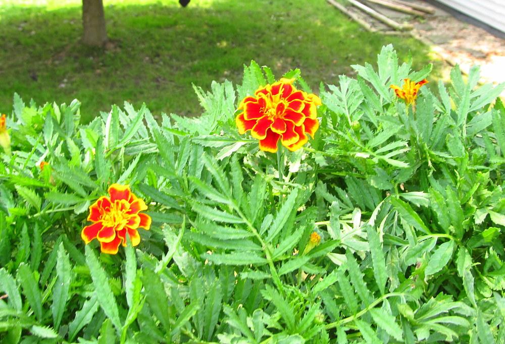 Photo of the leaves of French Marigold (Tagetes erecta 'Bonanza Flame