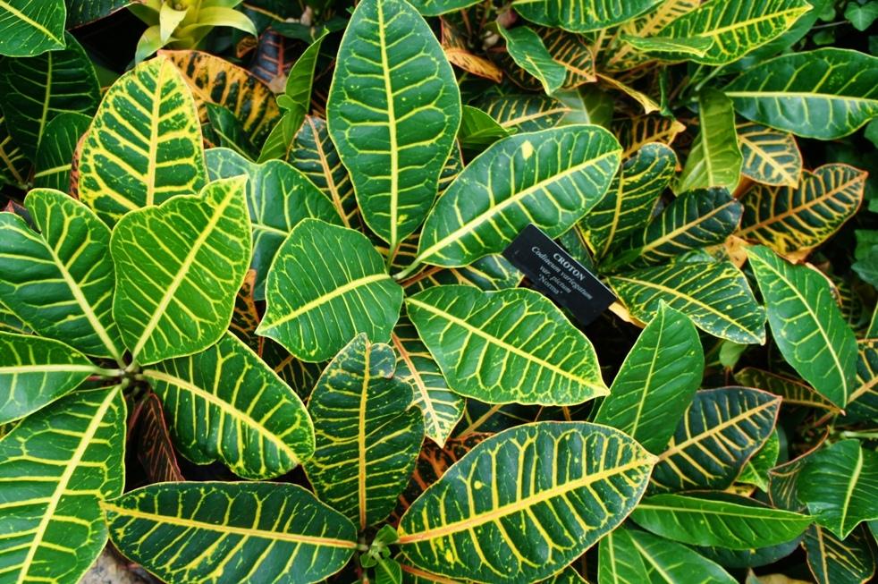 Croton (Codiaeum variegatum 'Norma') in the Crotons Database - Garden.org