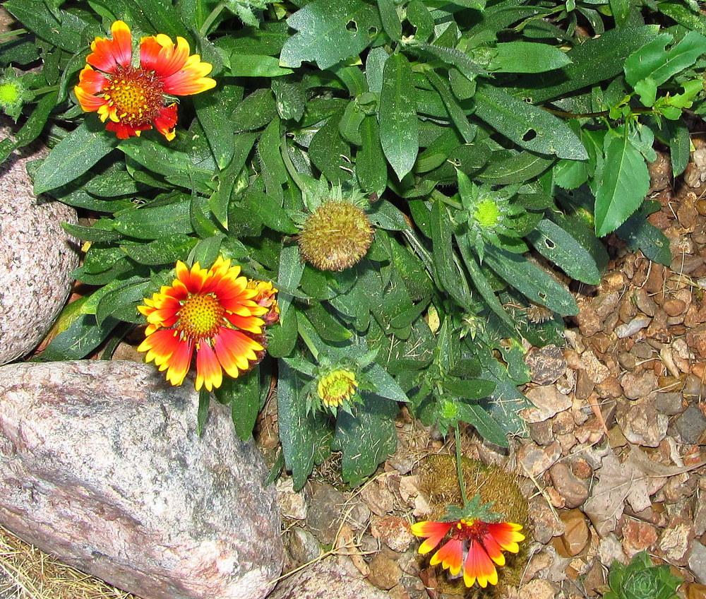 Photo of the seed pods or heads of Blanket Flowers (Gaillardia) posted