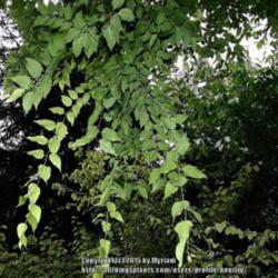 Location: Botanical garden UG, Gent, Belgium
Date: 2015-09-04