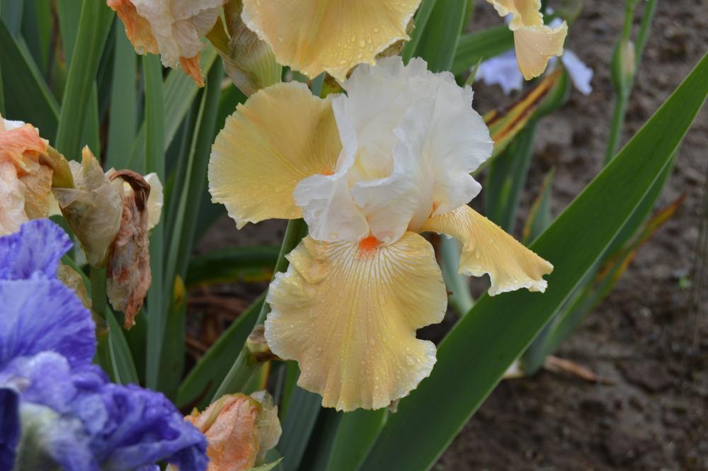 Tall Bearded Iris (Iris 'Eramosa Peach Sorbet') in the Irises Database