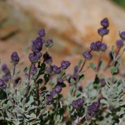 Location: My Garden, Utah
Date: 2015-04-28
purple buds at sunset