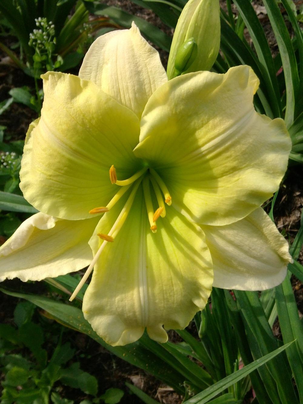 Daylily (Hemerocallis 'Green Keeper') in the Daylilies Database
