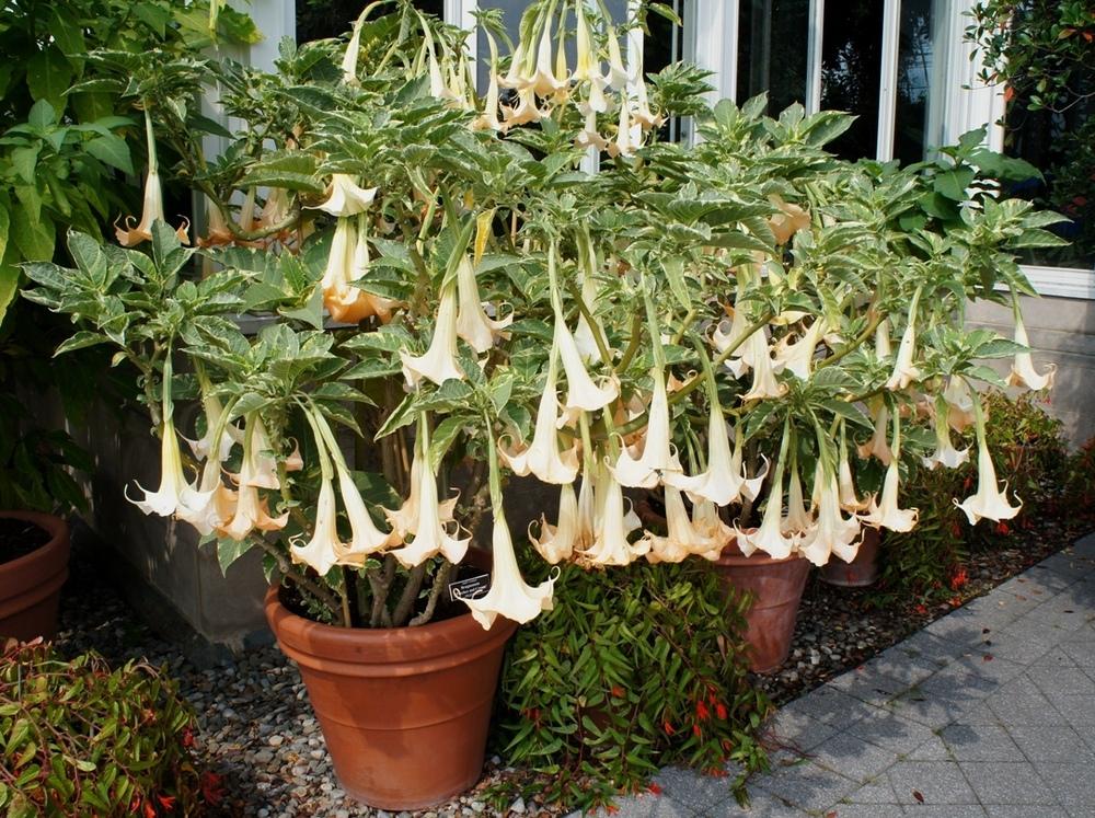 Photo of the entire plant of Angel Trumpet (Brugmansia versicolor