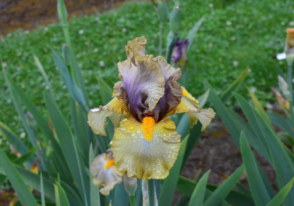 Tall Bearded Iris (Iris 'Golden Snitch') in the Irises Database