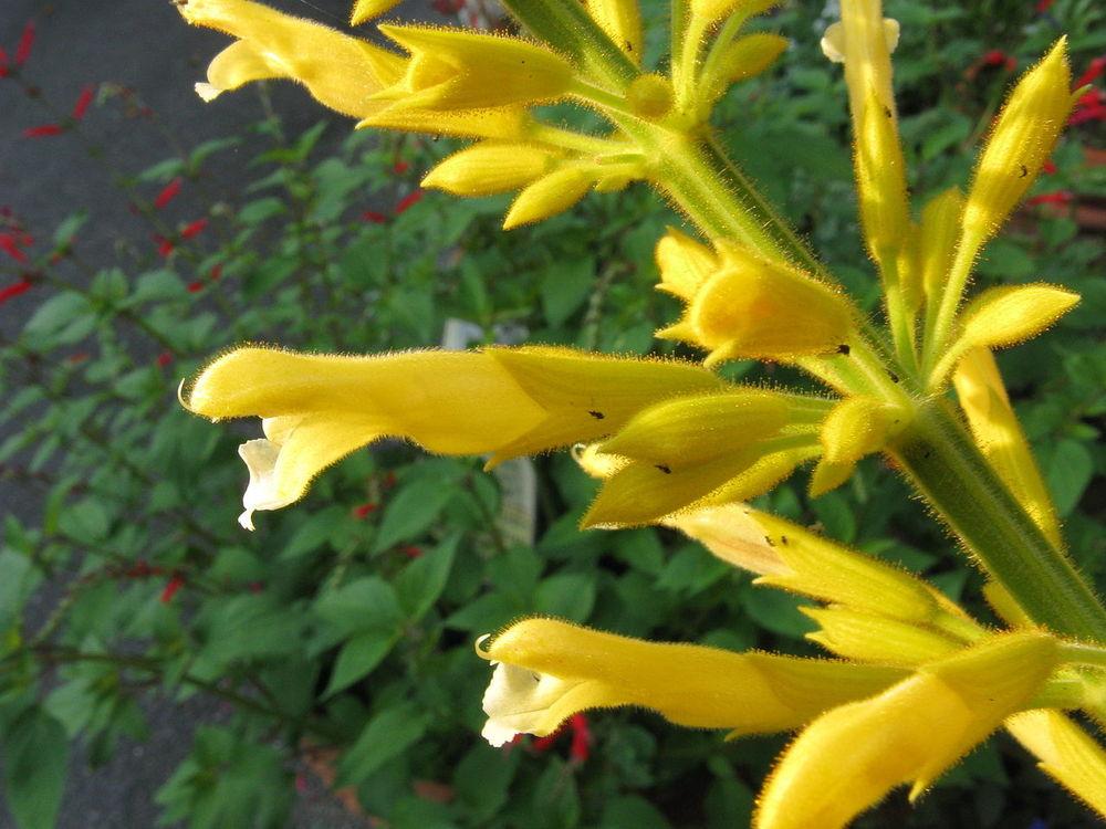Forsythia Sage (Salvia madrensis 'Yellow Majesty') in the Salvias