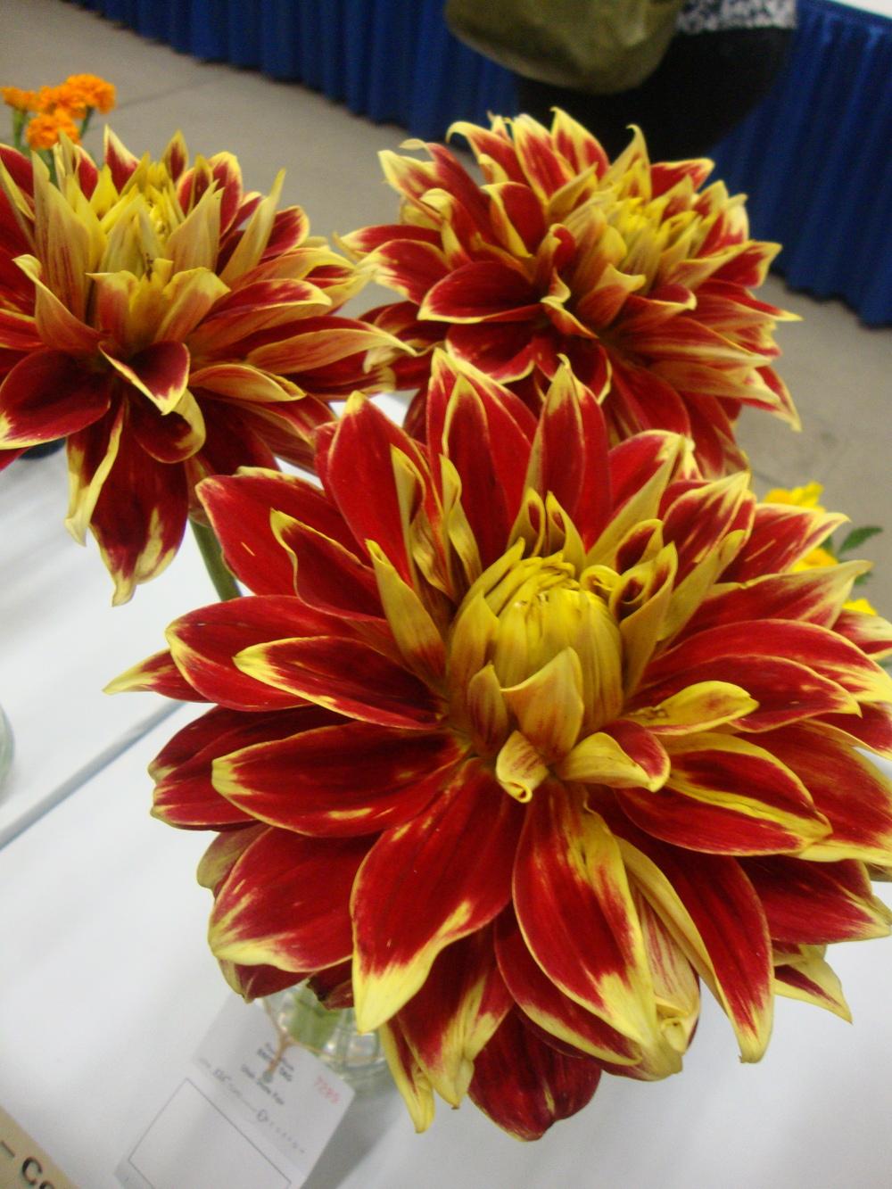 Photo of the bloom of Dahlia 'Ketchup & Mustard' posted by Paul2032